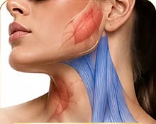 Anatomia da região nefertiti para estudo em Harmonização Orofacial